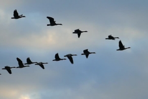 ArTRIUM – contemporary music festival of the Bartók Radio 